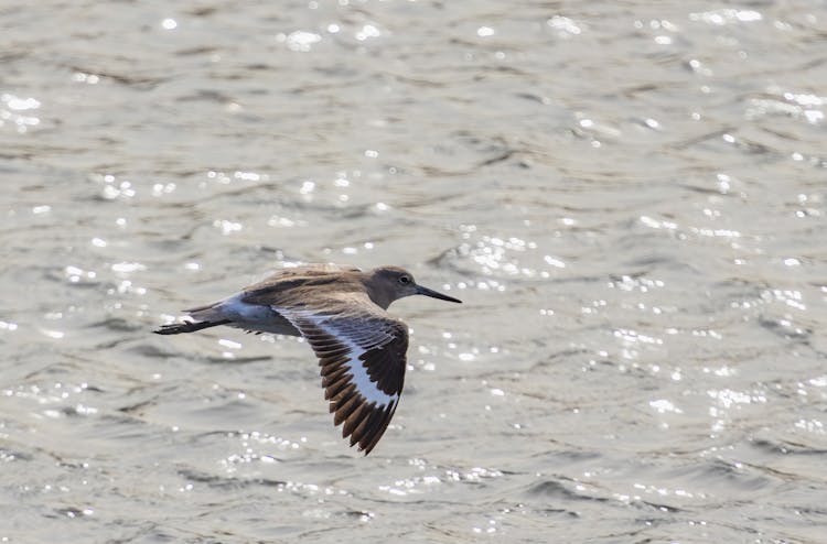 A Willet Bird In Flight