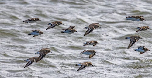 Flock of Birds Flying over the Sea