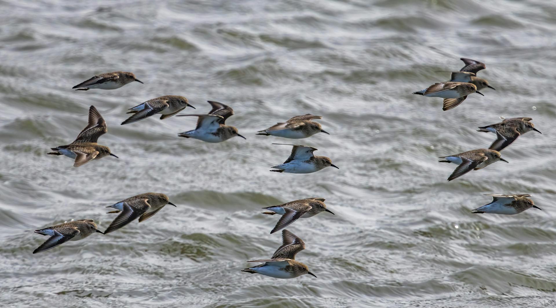 Birds Flying above Sea 