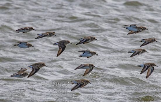 Flock of Birds Flying over Body of Water