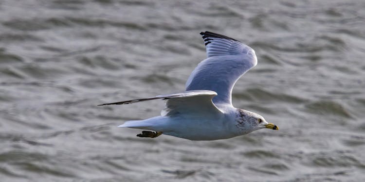 Close-Up Of A Gull Flying 