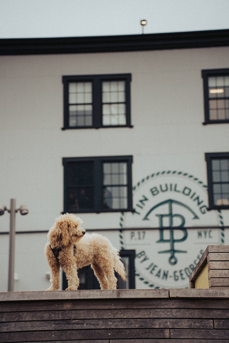 Brown Poodle Near The White Building