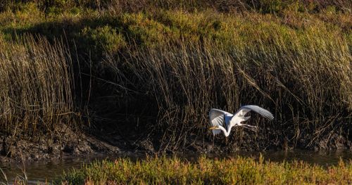 Free A great egret gracefully flying above a marshland with reeds and water. Stock Photo
