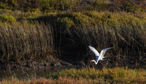 Free A great egret gracefully flying over lush marshland during the day, showcasing nature's beauty. Stock Photo