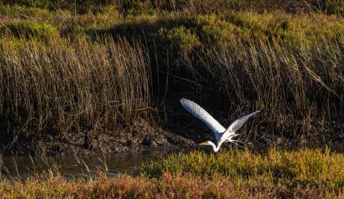 Free Great egret gracefully flying over marshland, capturing nature's serene beauty. Stock Photo