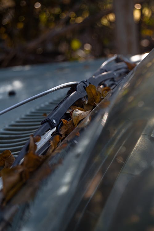 Brown Dried Leaves on Black Windshield Wiper