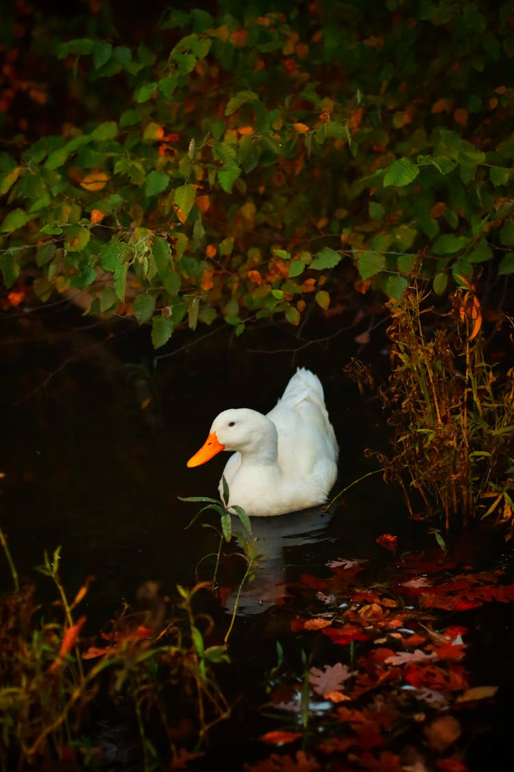 A Duck On The Water 