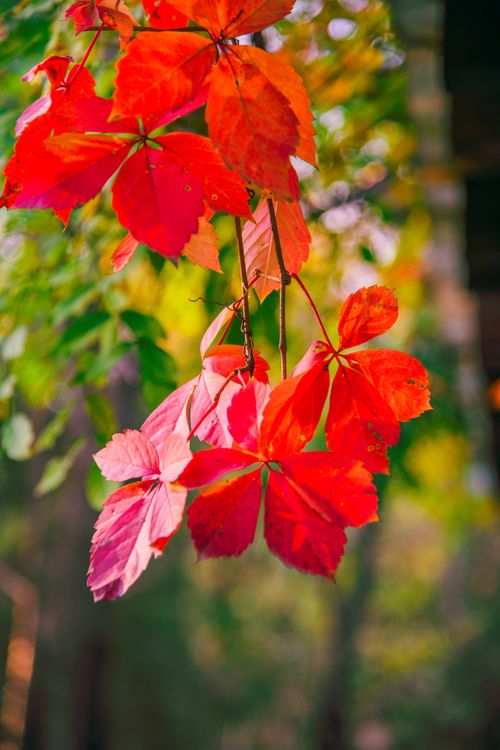 Free Close-up of vibrant red fall leaves hanging from a branch in autumn light. Stock Photo