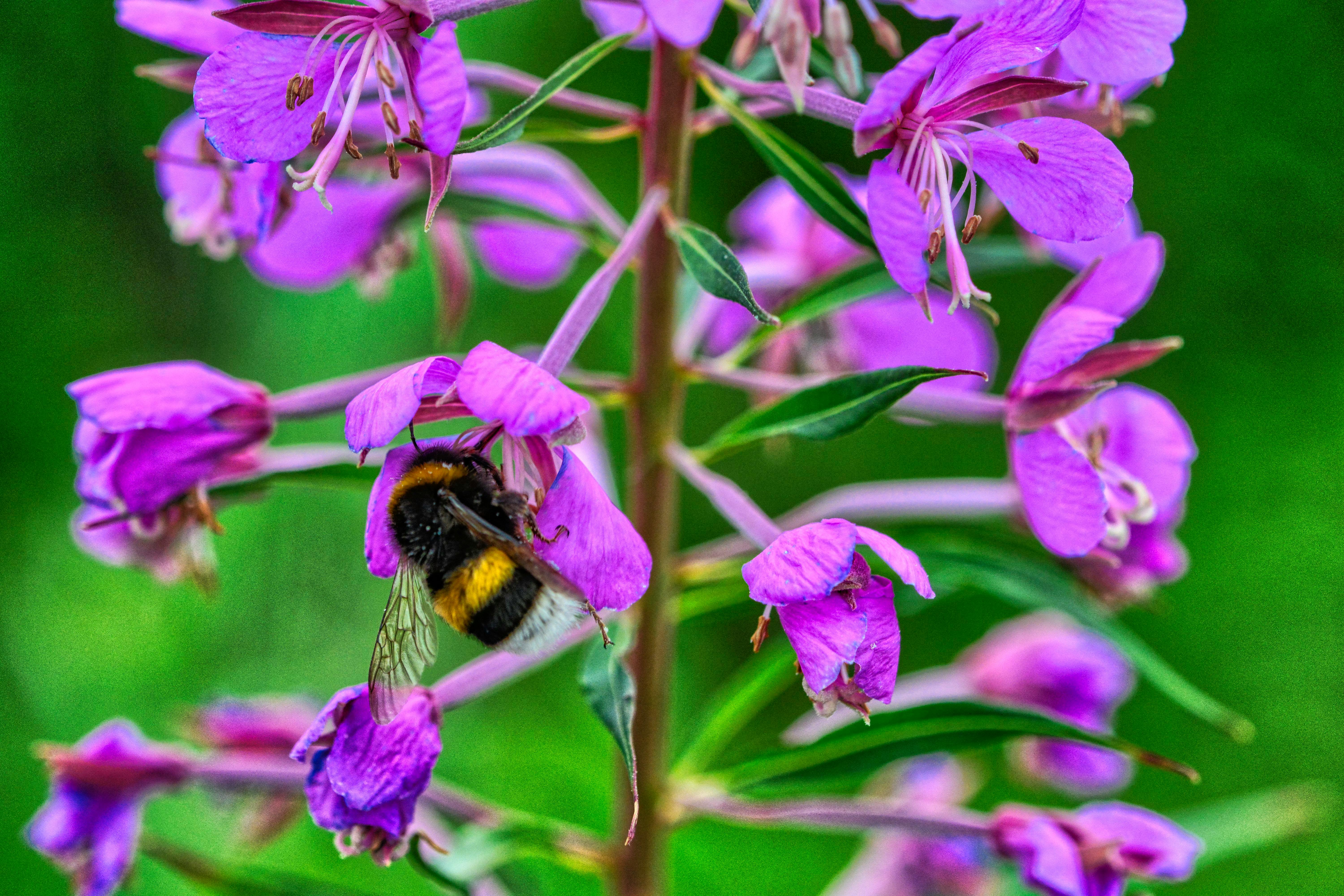 Free stock photo of bumble bee, buzy bees