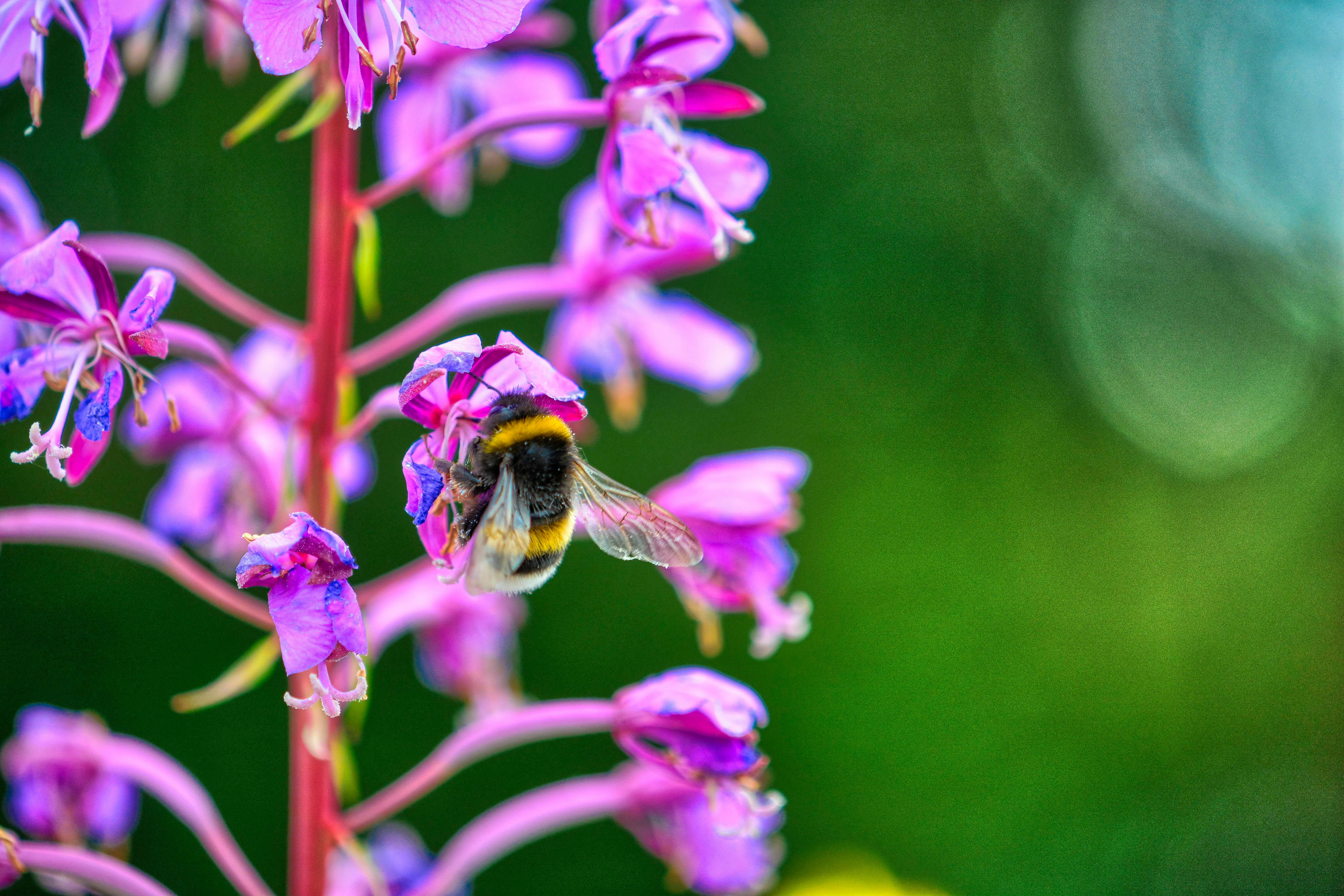 Free stock photo of bee, bumble bee