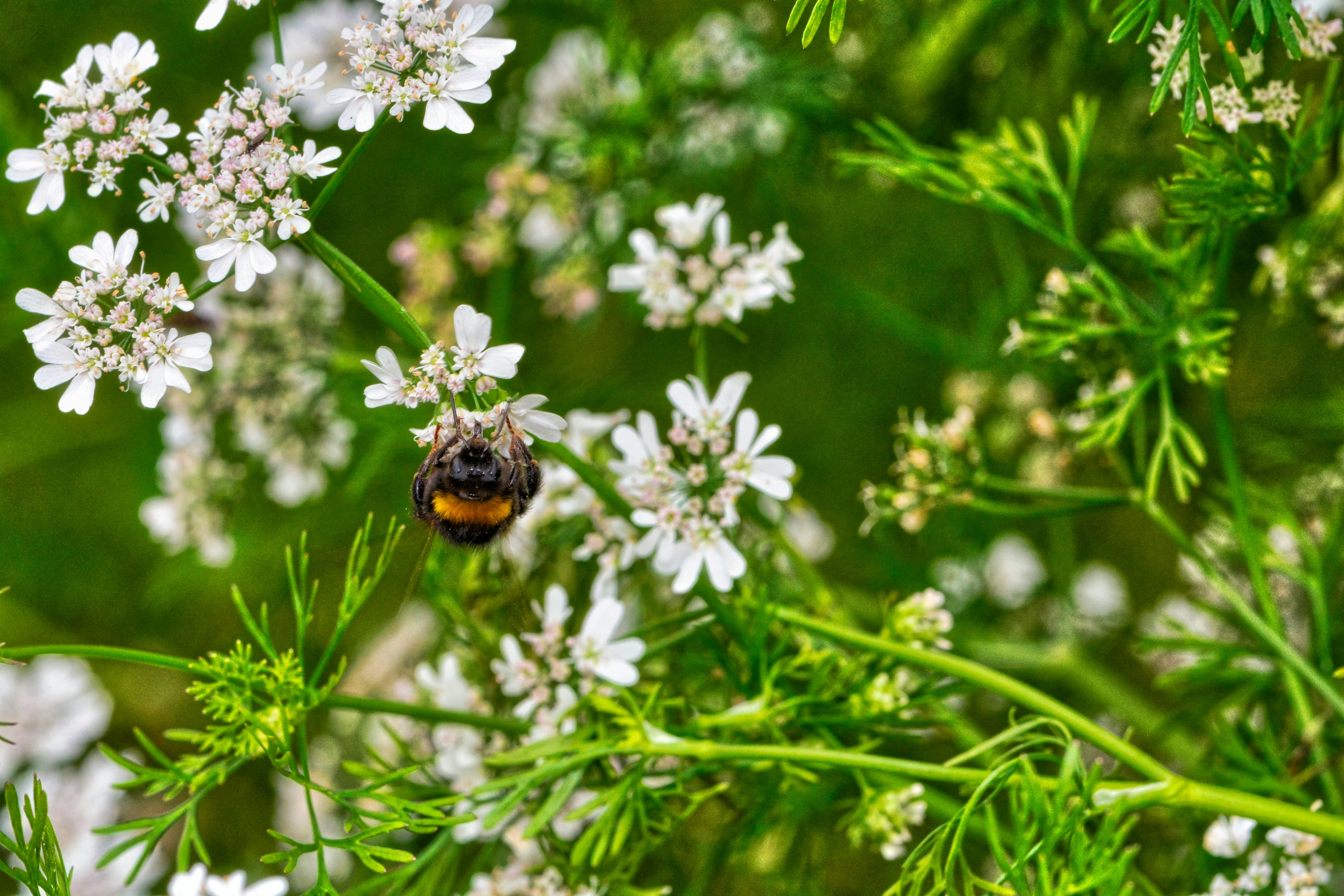 Free stock photo of bees, buzy bumble bee