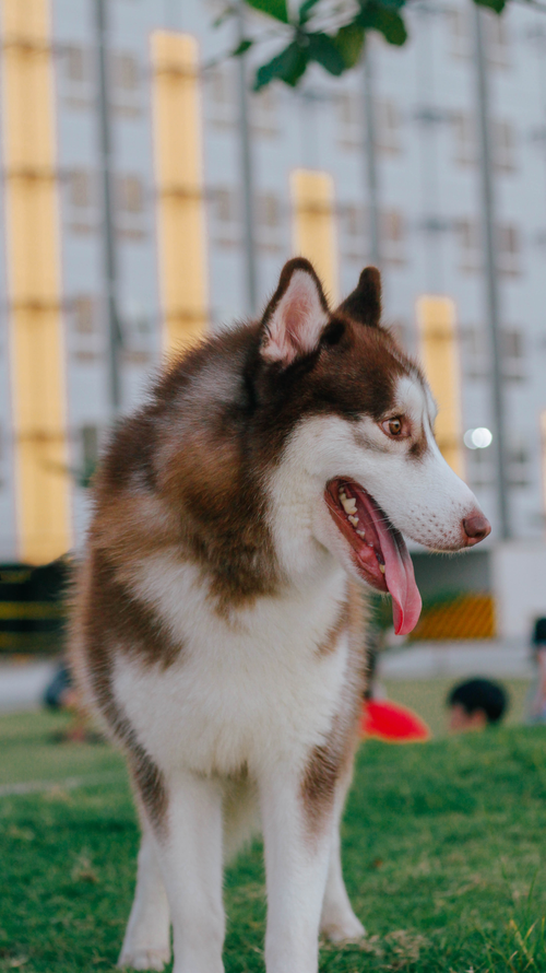 Free Energetic Siberian Husky outdoors in a park with a modern building backdrop. Stock Photo