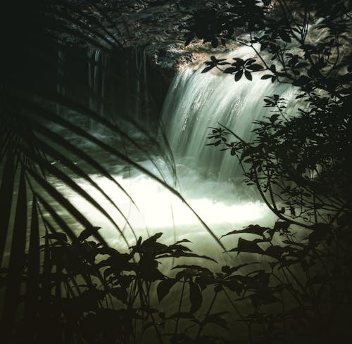 川, 森林, 植物の無料の写真素材