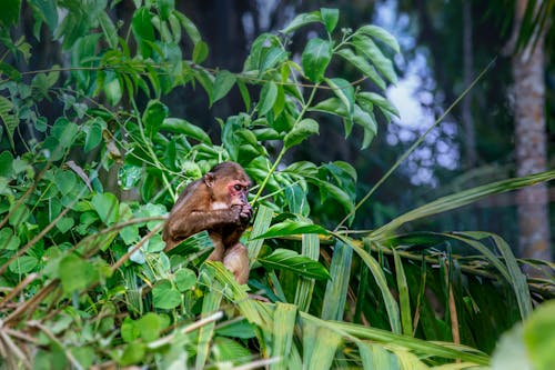 ฟรี คลังภาพถ่ายฟรี ของ macaca arctoides, การกิน, การถ่ายภาพสัตว์ คลังภาพถ่าย