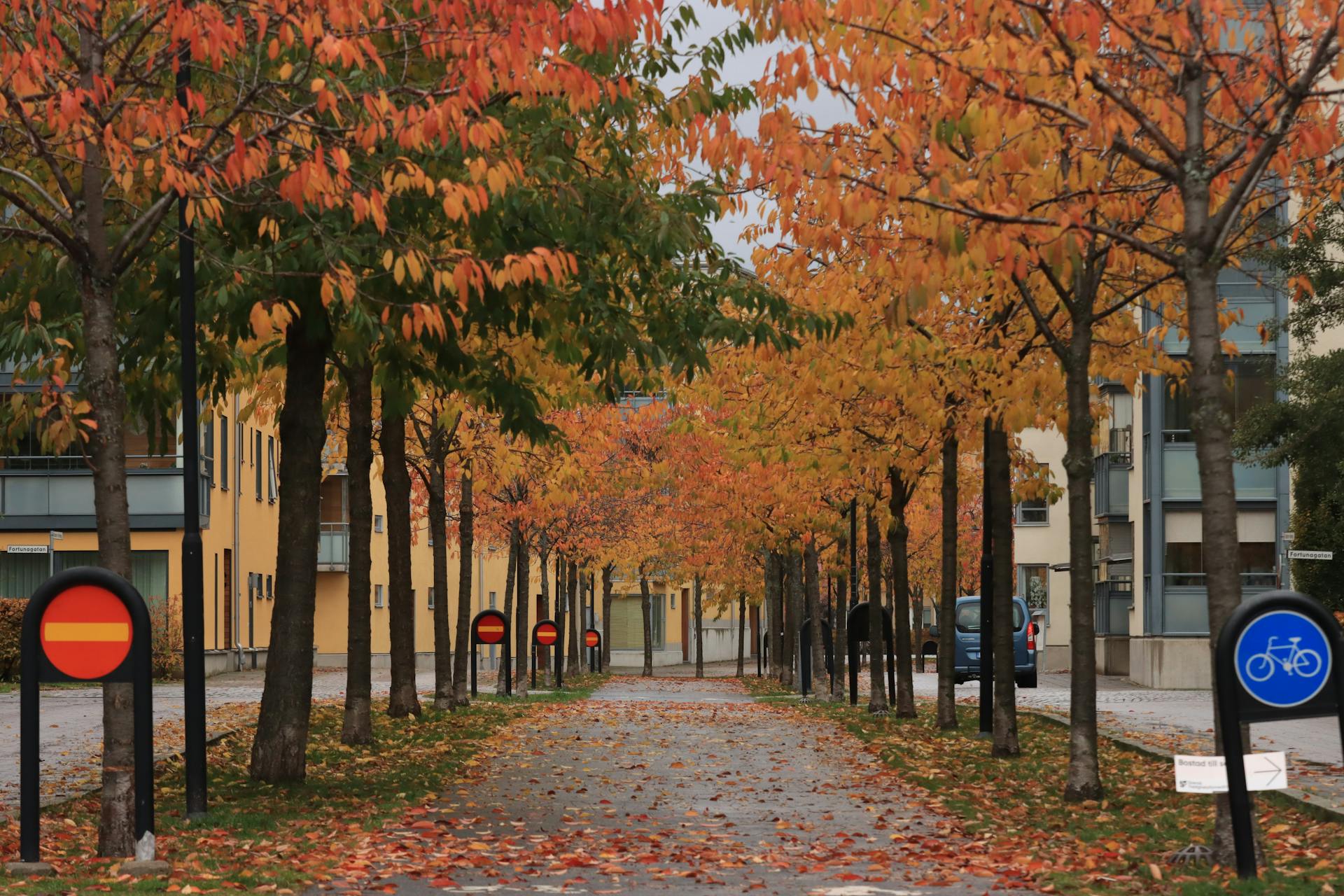 Red and Yellow Leaf Trees on Park