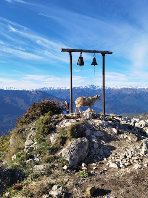 Fotos de stock gratuitas de animal, campanas, cielo azul