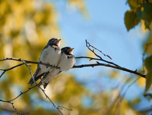 Birds