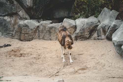 Základová fotografie zdarma na téma zoo, zvíře, zvířecí park