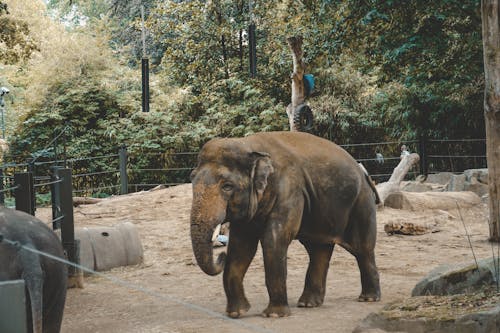 Základová fotografie zdarma na téma olifant, zoo, zvíře