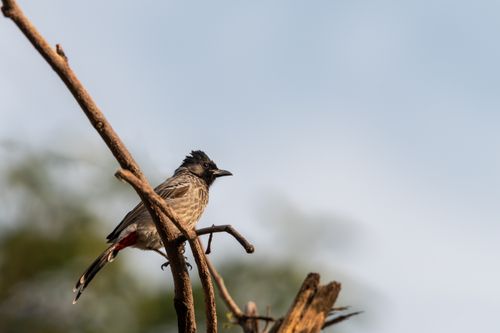 Free A close-up of a red-vented bulbul perching on tree branches in Gurugram, India. Stock Photo