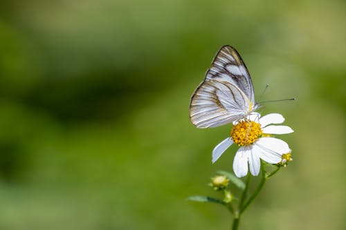 A Butterfly Pollinating on White Flower in Full Bloom