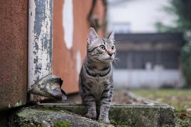 Gray Striped Cat By A Weathered Gutter