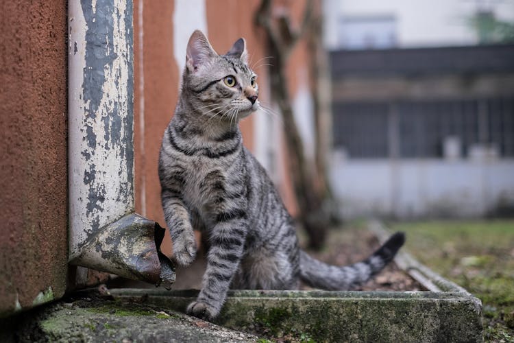 Gray Striped Cat And Weathered Gutter 