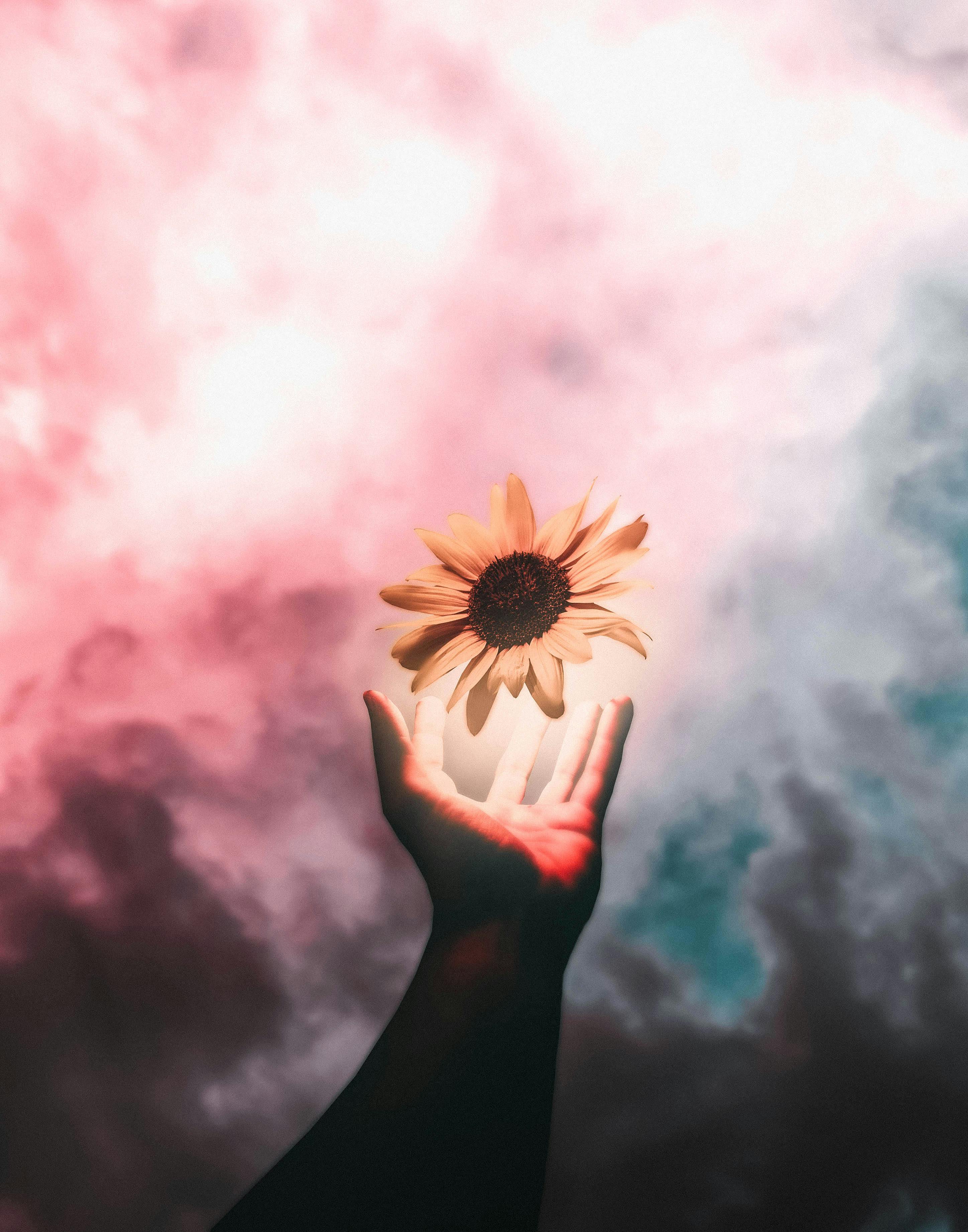 Free stock photo of artificial flowers, cloud, hand flower