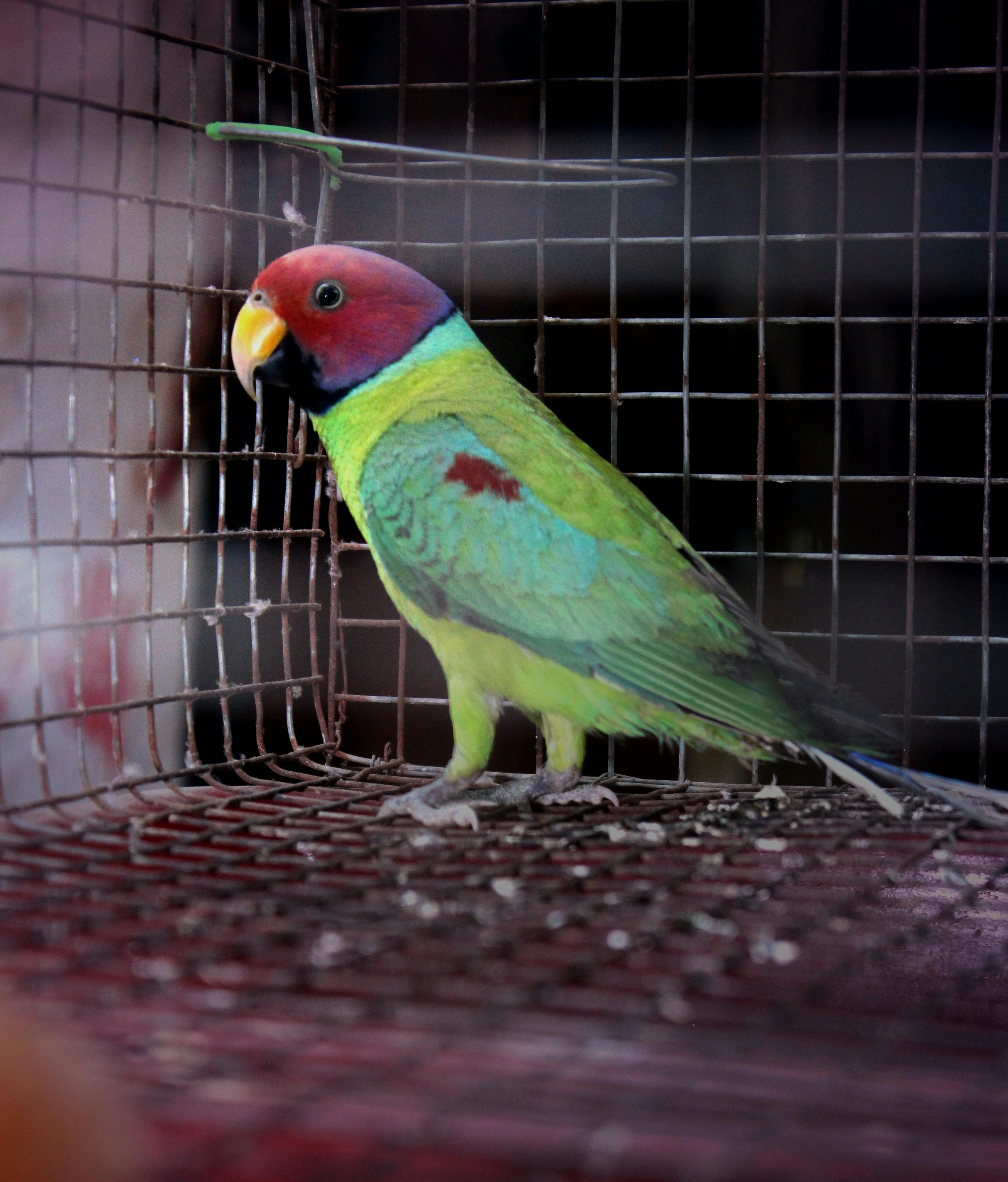 Foto Stok Gratis Tentang Burung Beo