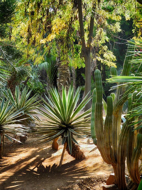 Green Palm Tree Over Cactuses