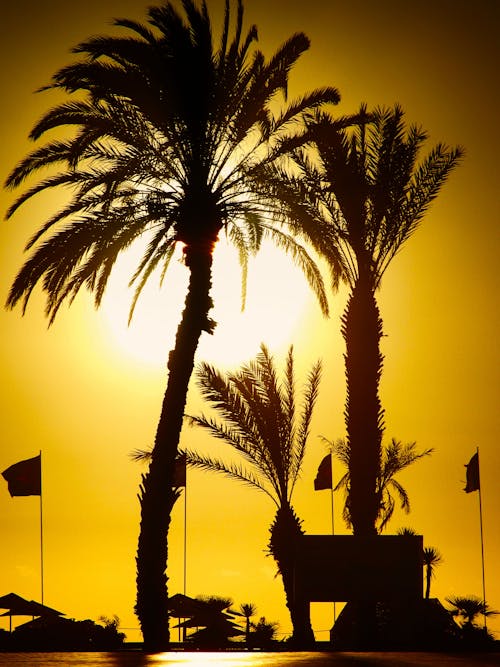 Silhouette of Palm Trees during Sunset