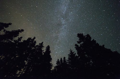 나무, 로우앵글 샷, 밤의 무료 스톡 사진