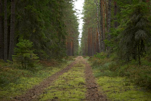 Dirt Road Between Forest Trees