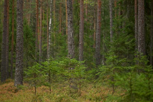 Trees in the Forest 