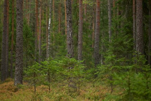 Lush coniferous forest featuring tall pine trees and green undergrowth in a serene setting.