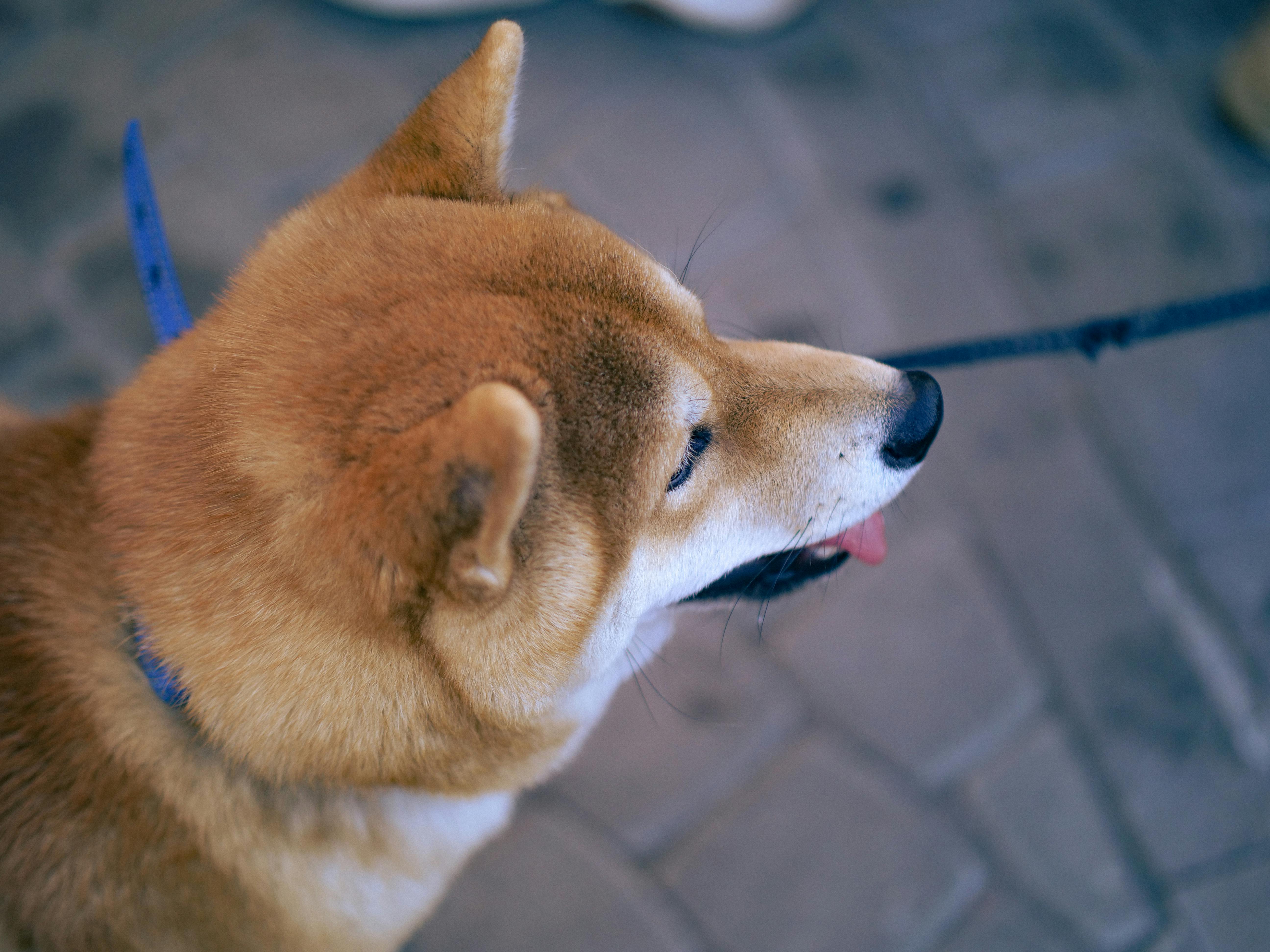 A Brown Short Coated Dog