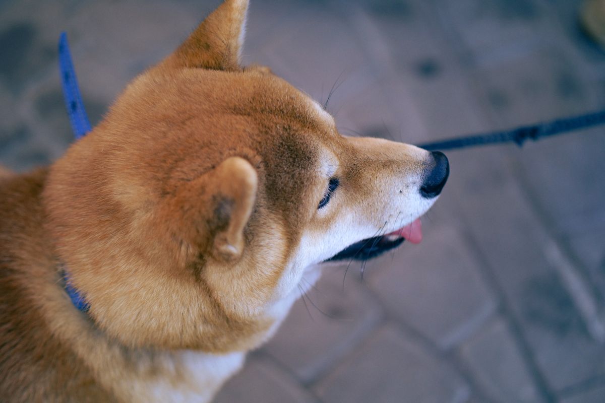 shiba inu chien - Le caractère du Shiba Inu : un chien pas comme les autres