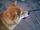 shiba inu