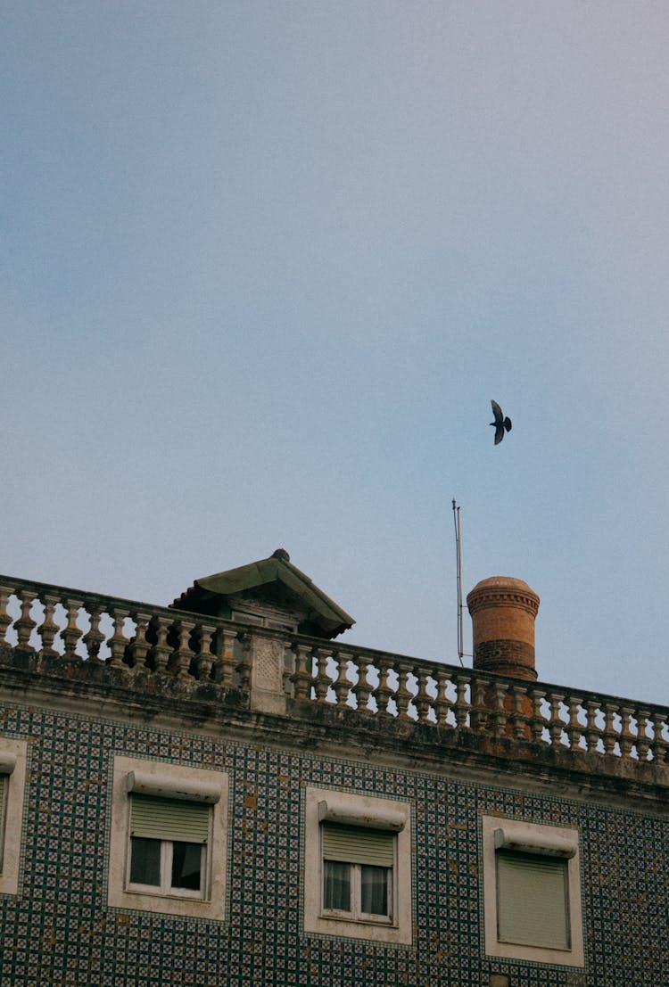 Bird Flying Over House Roof