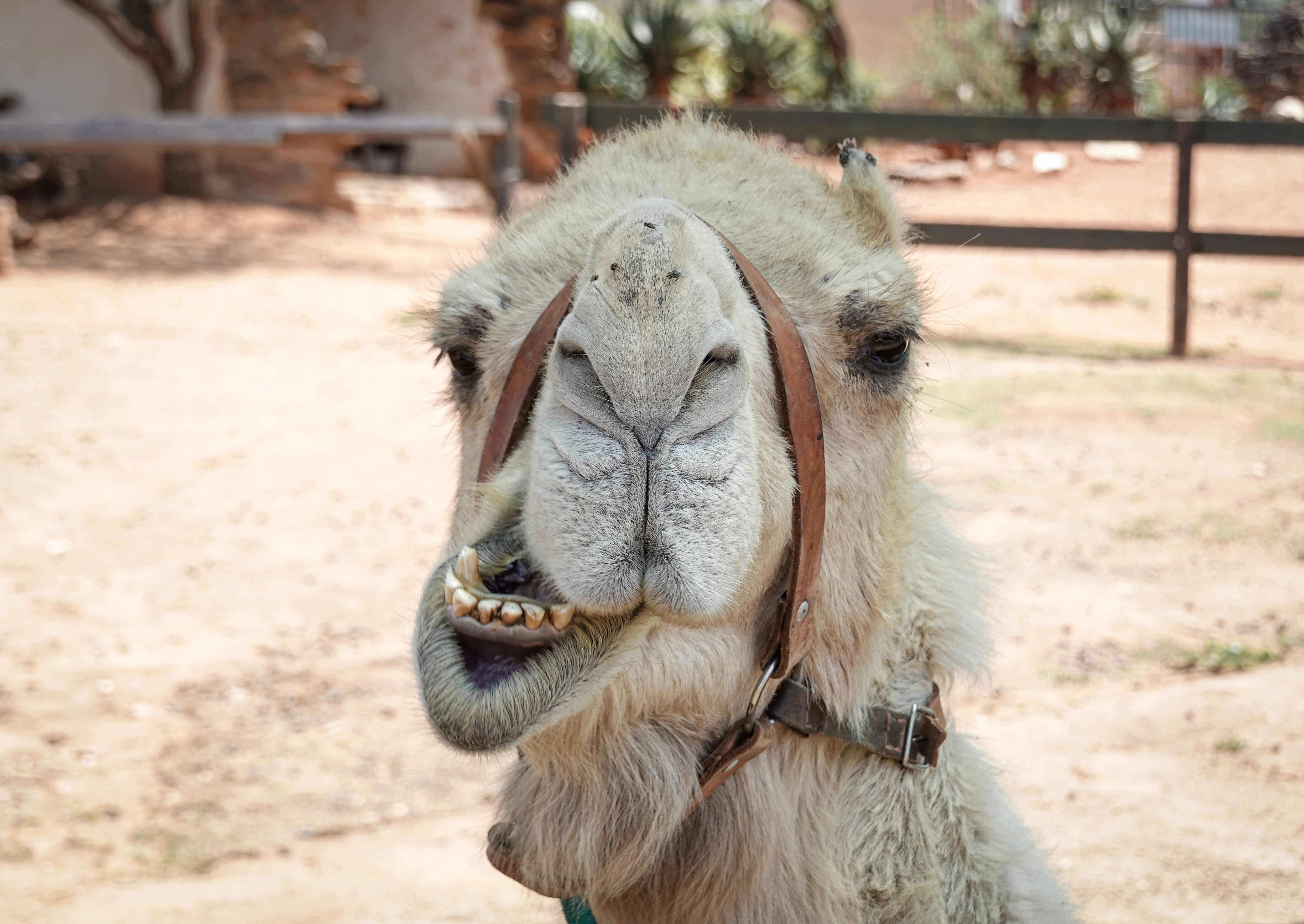 Close-up of camel's hump, showing the fatty tissue storage that provides both energy and metabolic water