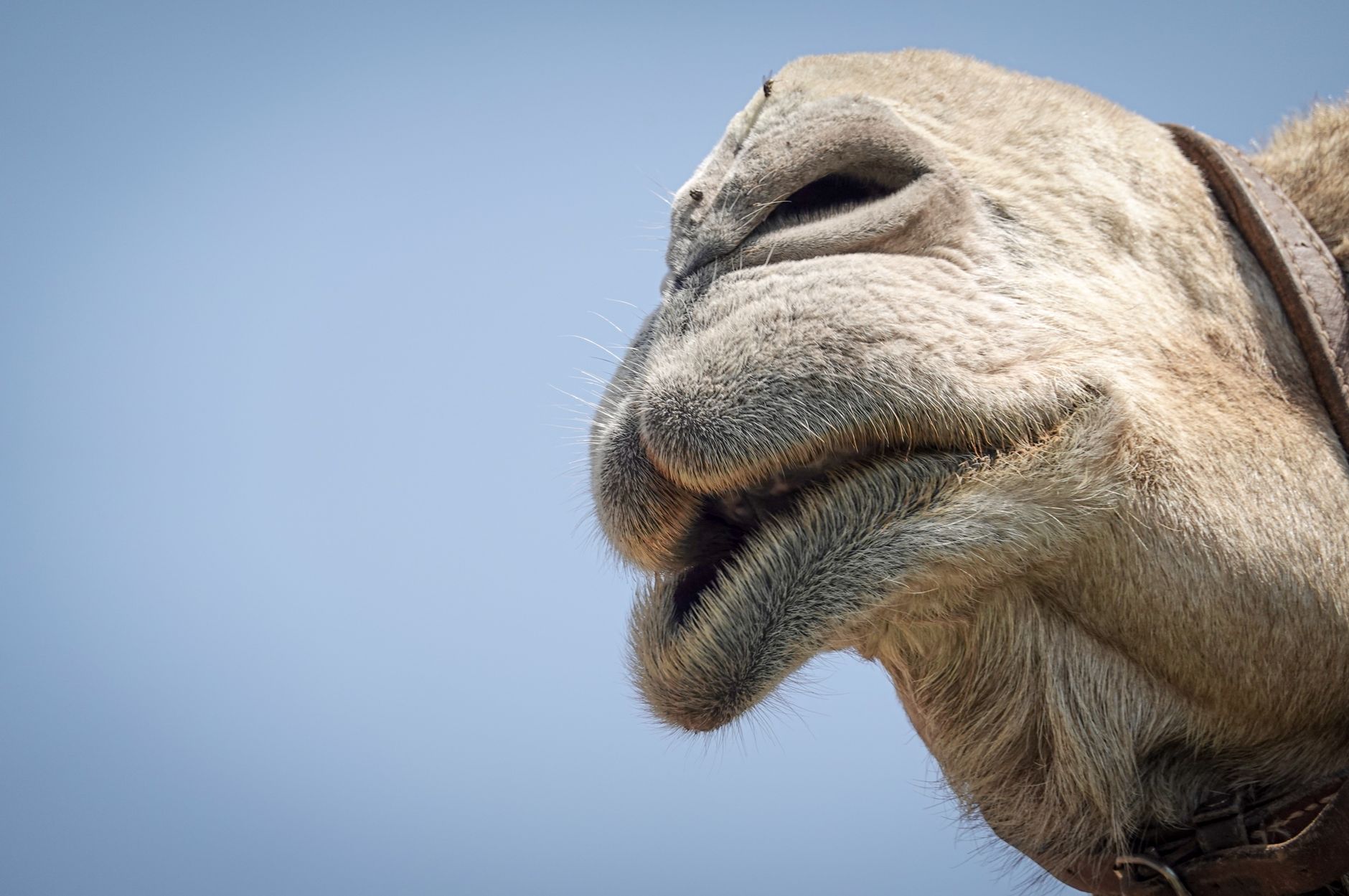 Detailed view of a camel's mouth in a desert setting under a clear blue sky.