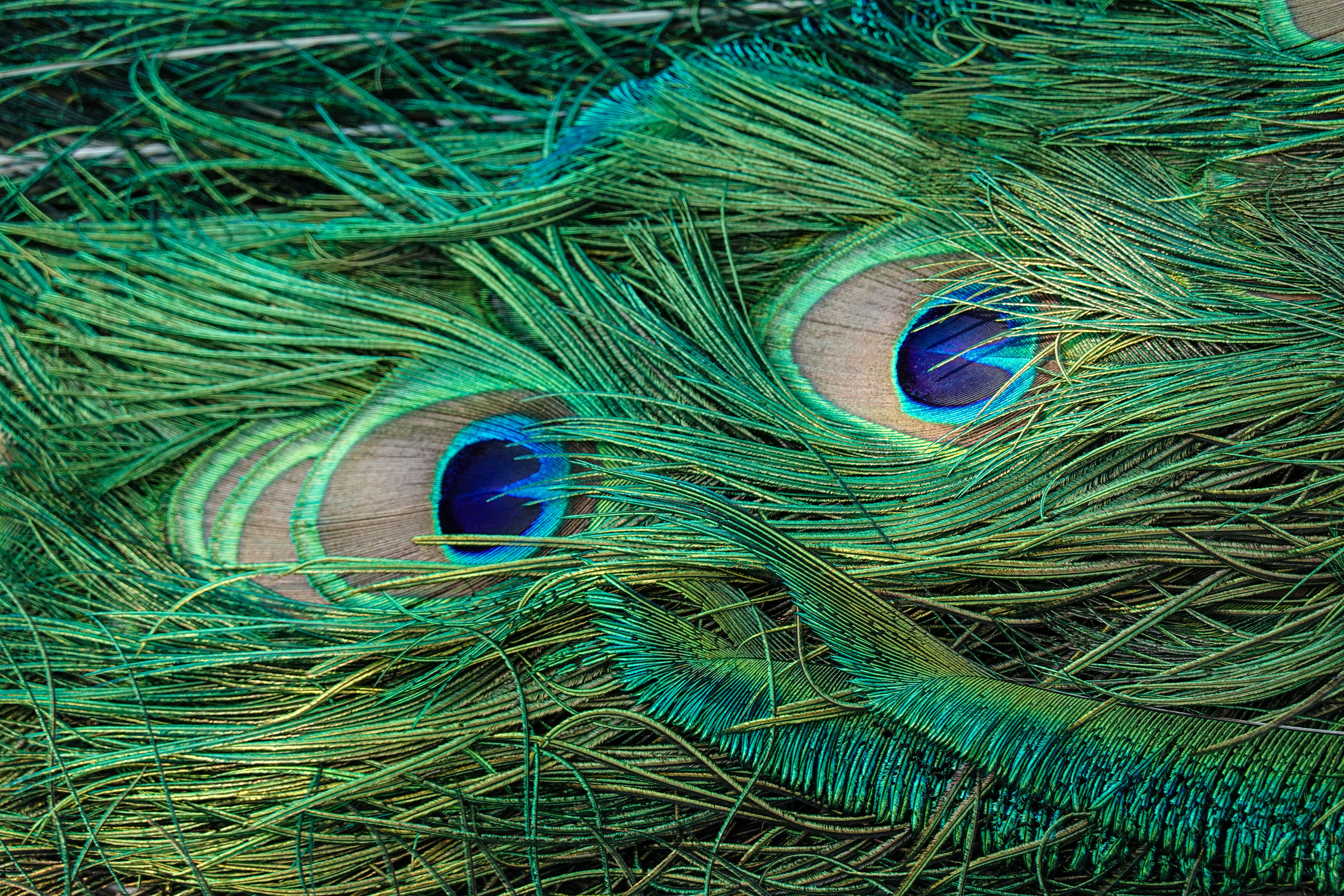 Green and Blue Peacock Feather · Free Stock Photo