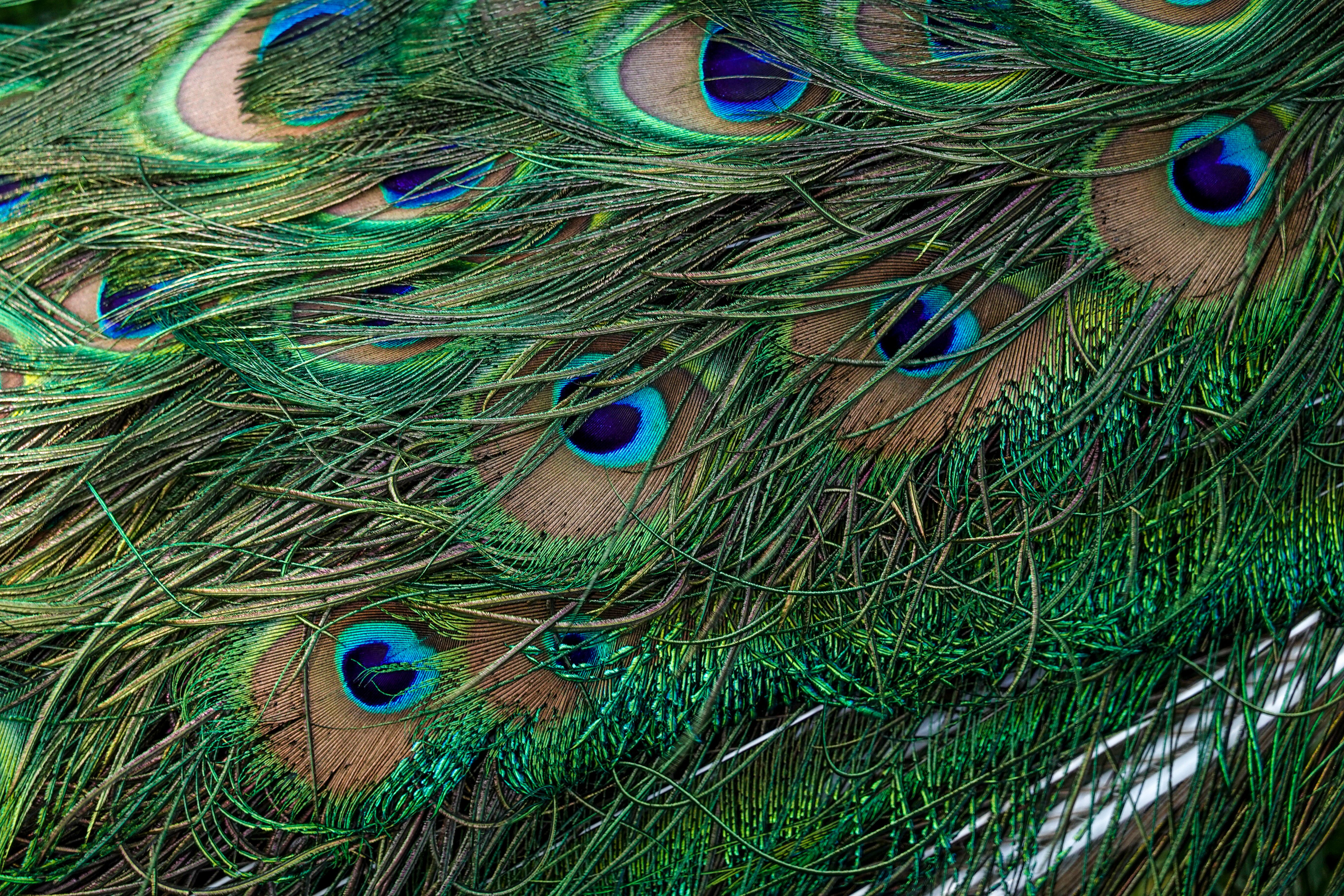 Green and Blue Peacock Feather · Free Stock Photo