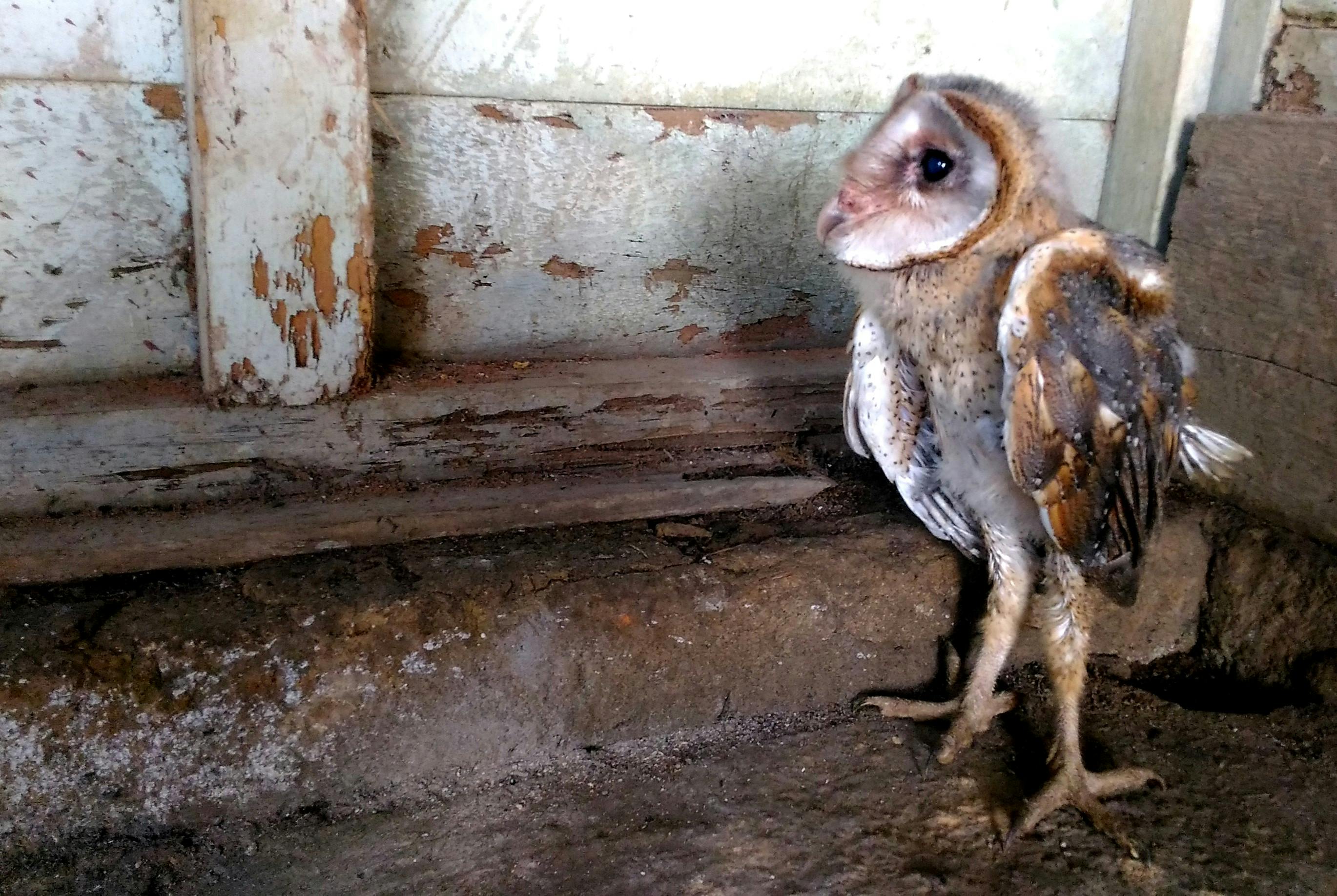 Foto Stok Gratis Tentang Burung Burung Hantu