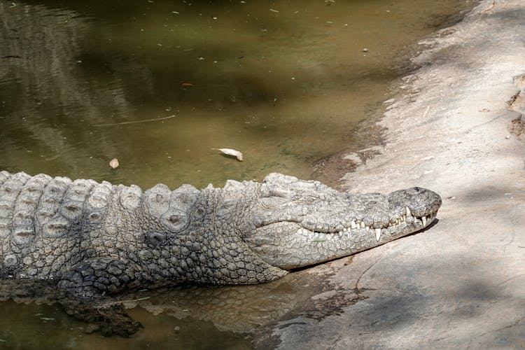 Crocodile On Body Of Water