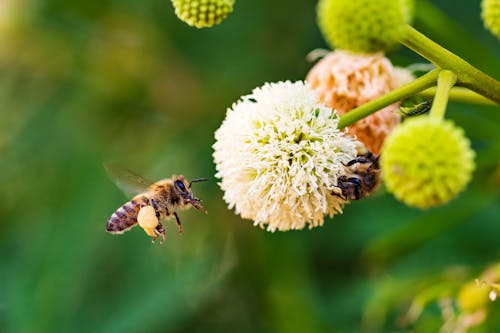 Close-Up Photograph of Bumblebees
