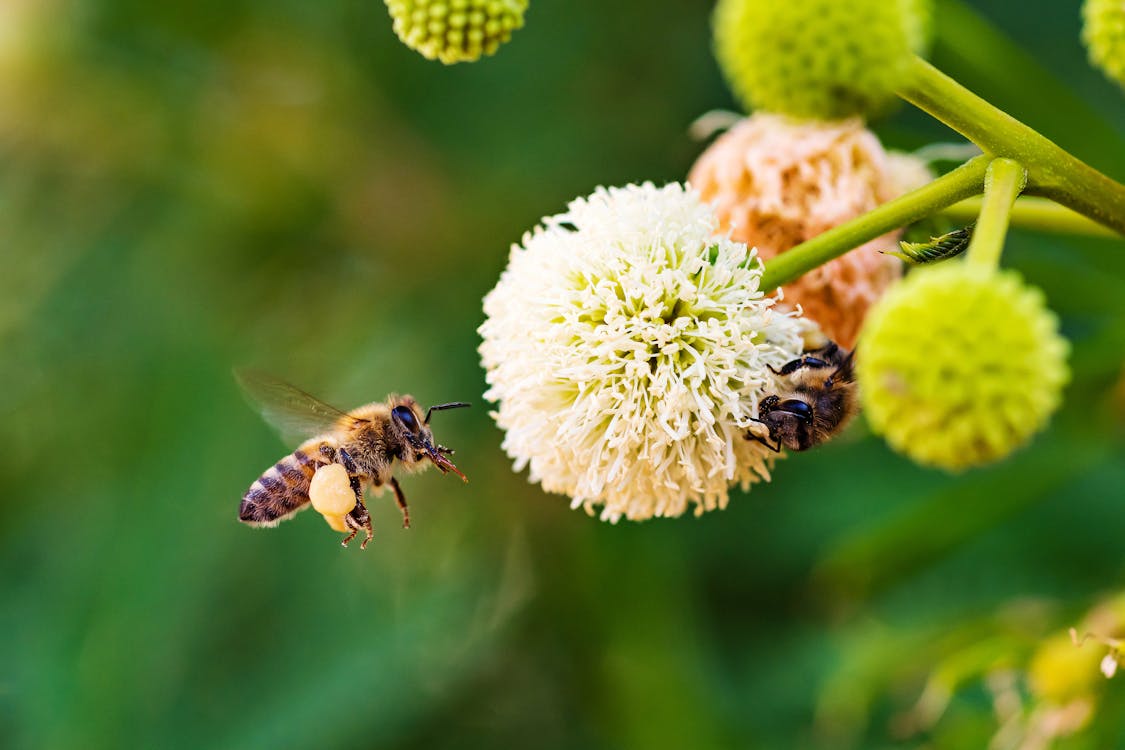 Free Close-Up Photograph of Bumblebees Stock Photo