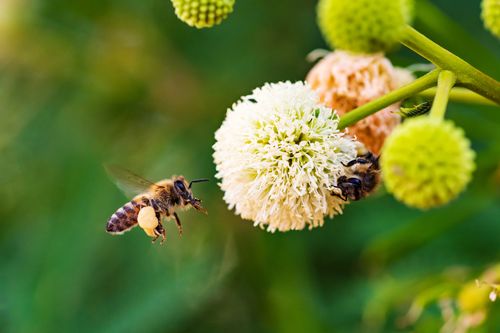 Two bees on a flower · Free Stock Photo