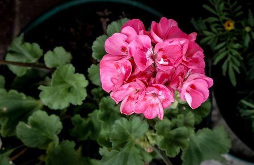 Free Close-up of vibrant pink geranium flowers with lush green leaves, showcasing natural beauty. Stock Photo