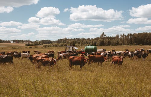 フィールド, 晴れ, 牛の無料の写真素材